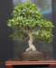 bonsai8_small.jpg