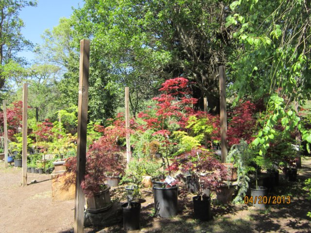 wilwoodnursery.jpg