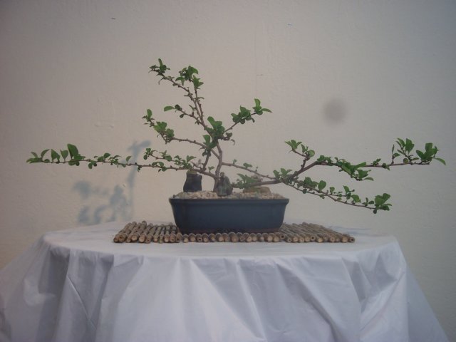 dscf1310.jpg