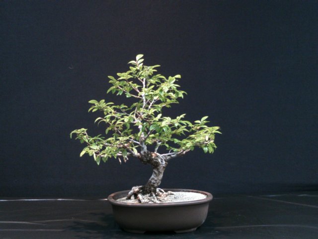 dscf0036.jpg