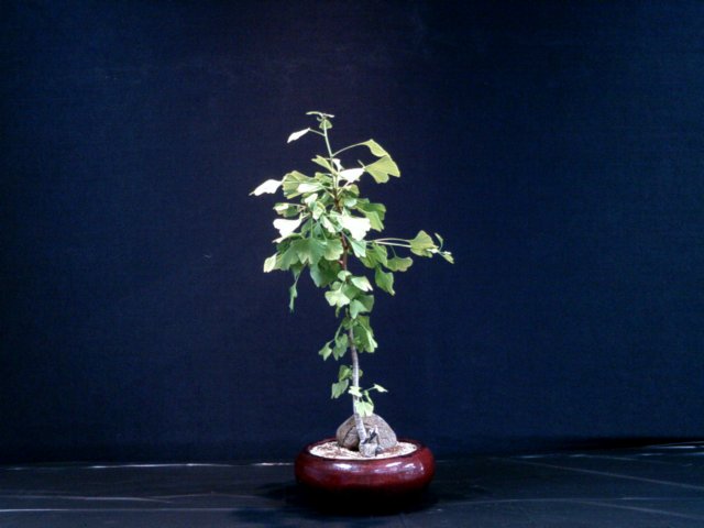 dscf0040.jpg