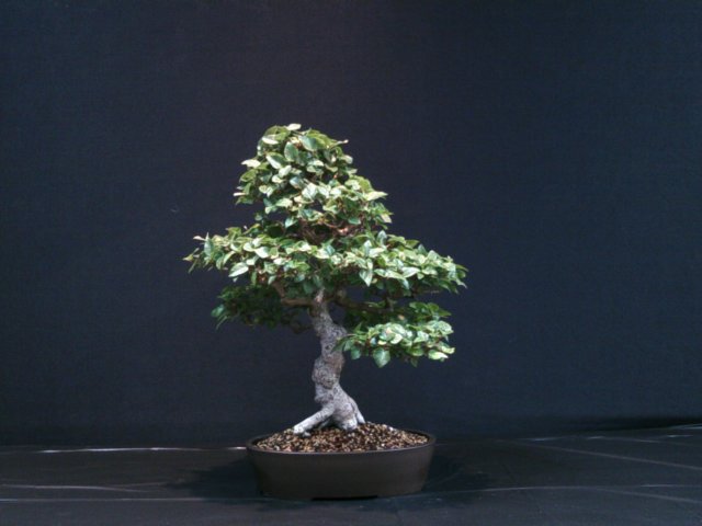 dscf0042.jpg