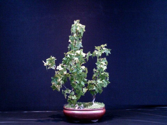 dscf0046.jpg