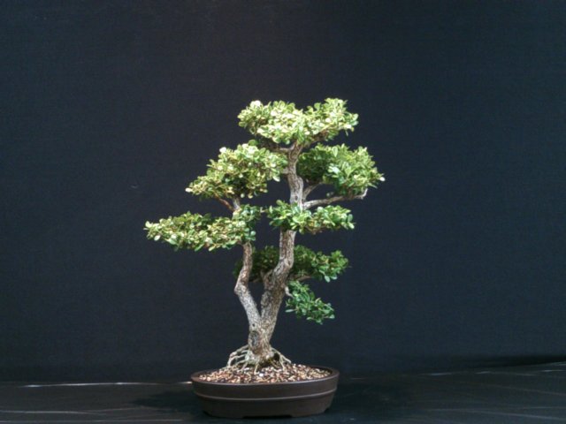 dscf0050.jpg
