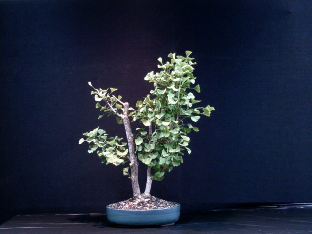 dscf0054.jpg