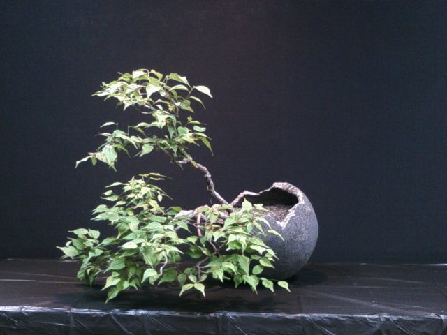 dscf0090.jpg