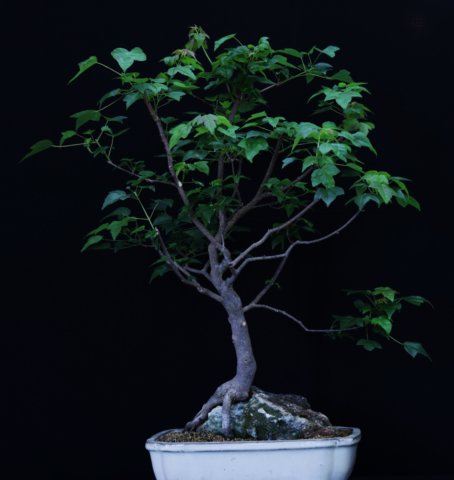 bonsai1.jpg