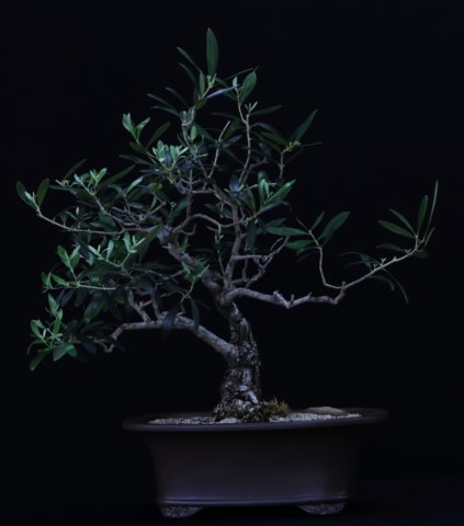 bonsai10.jpg