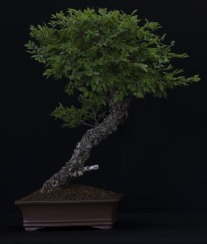 bonsai11.jpg