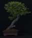 bonsai11_small.jpg