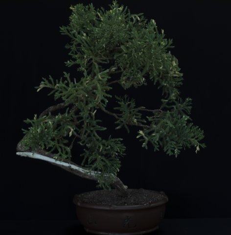 bonsai12.jpg