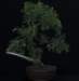 bonsai12_small.jpg