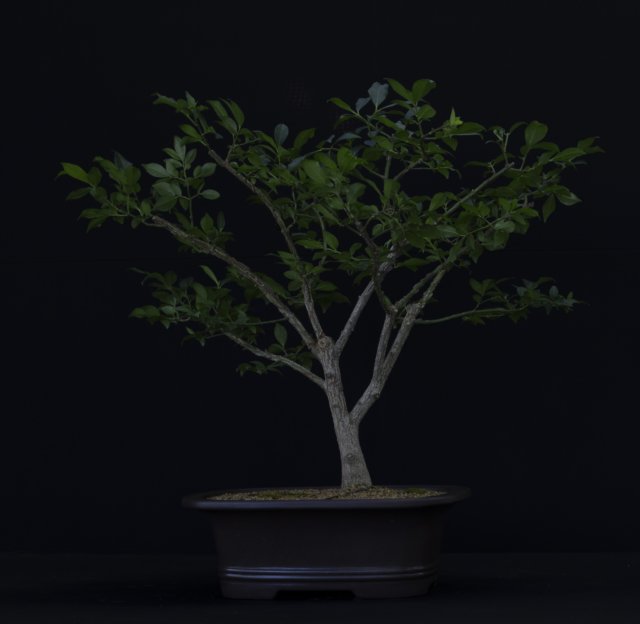 bonsai13.jpg