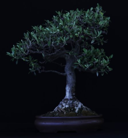 bonsai15.jpg