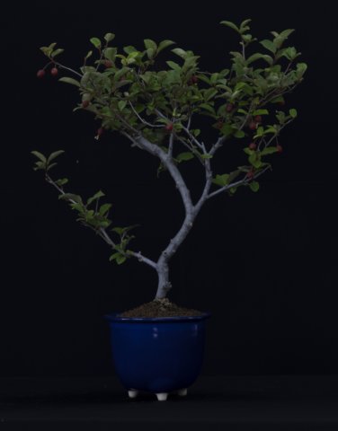 bonsai16.jpg