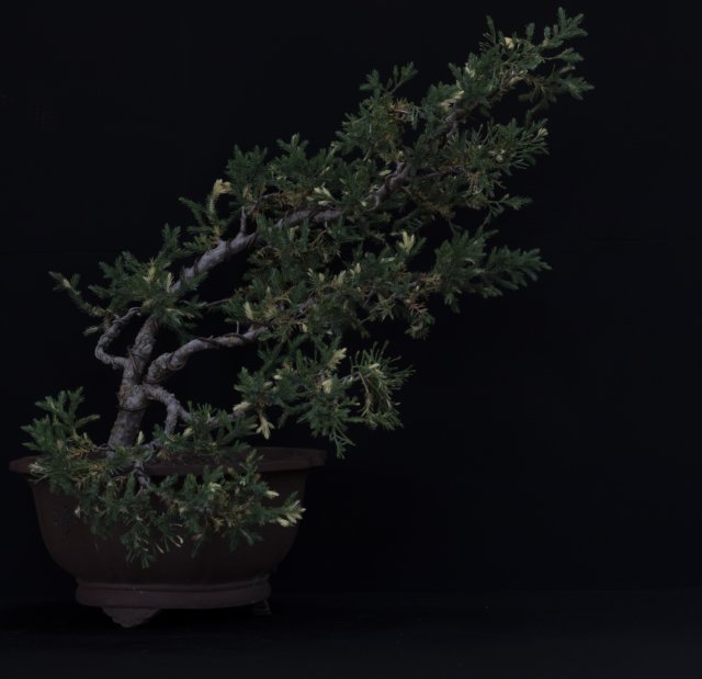 bonsai17.jpg