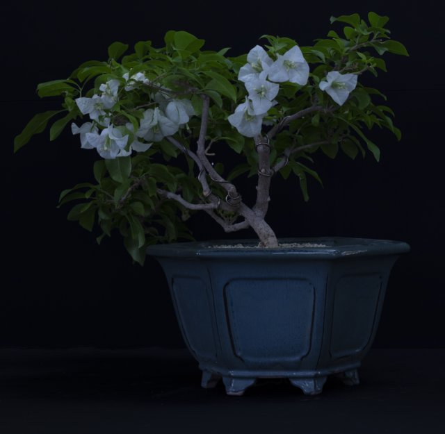 bonsai19.jpg