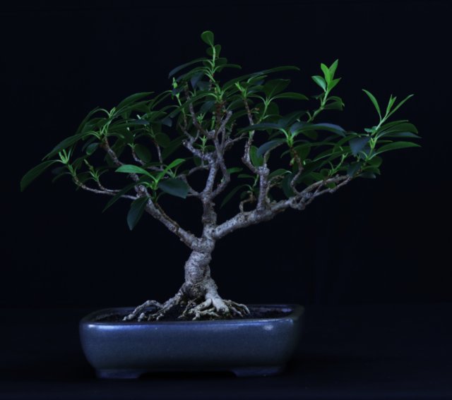 bonsai2.jpg