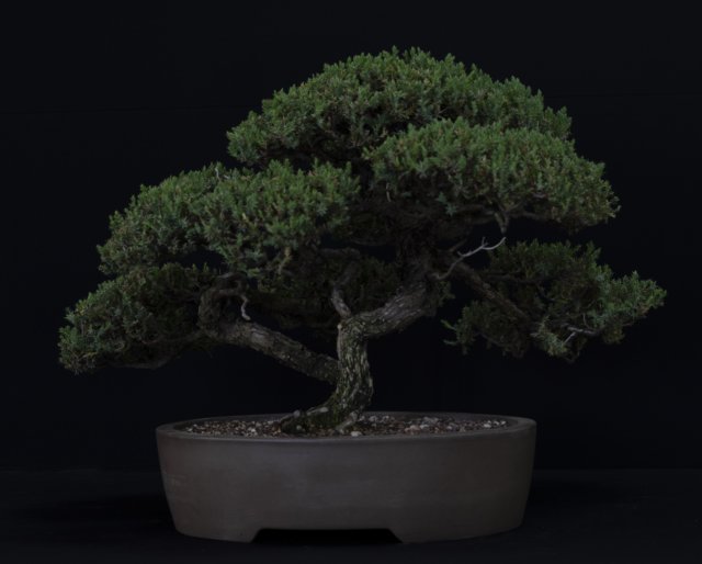 bonsai21.jpg