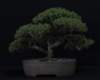 bonsai21_small.jpg