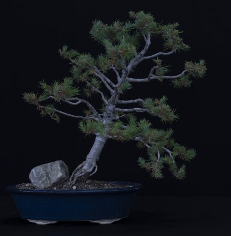 bonsai22.jpg