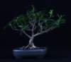 bonsai2_small.jpg