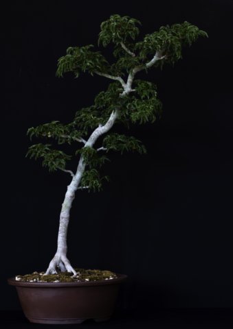 bonsai3.jpg