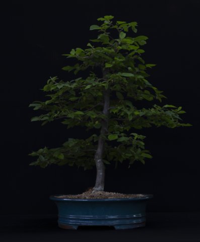 bonsai32.jpg