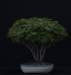 bonsai33_small.jpg