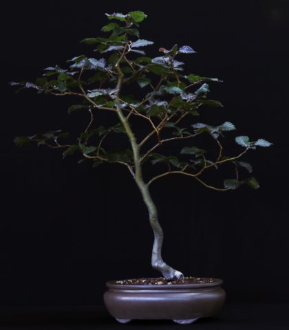 bonsai4.jpg