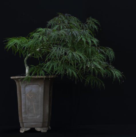 bonsai5.jpg