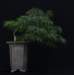 bonsai5_small.jpg