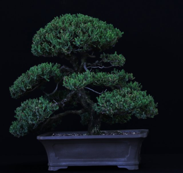 bonsai6.jpg