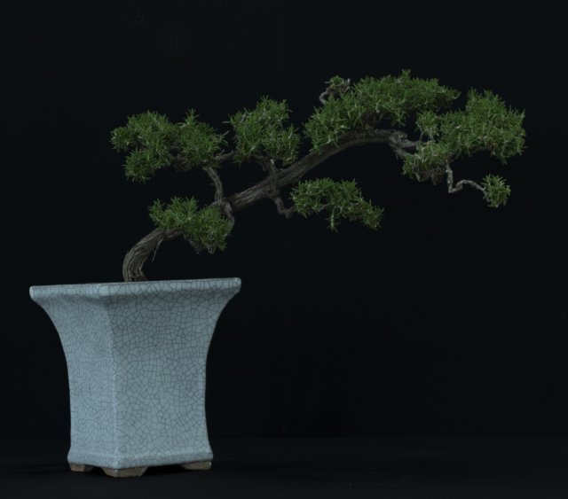 bonsai8.jpg