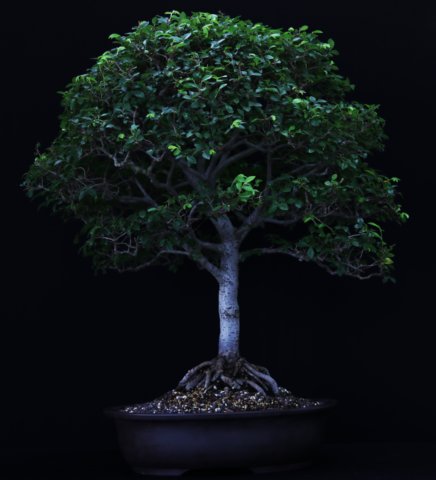 bonsai9.jpg