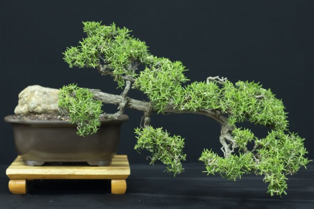 bonsai1.jpg