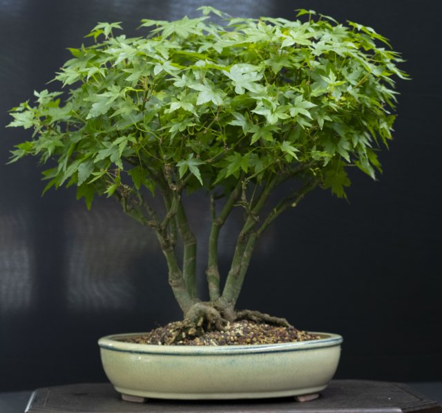 bonsai11.jpg