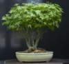 bonsai11_small.jpg