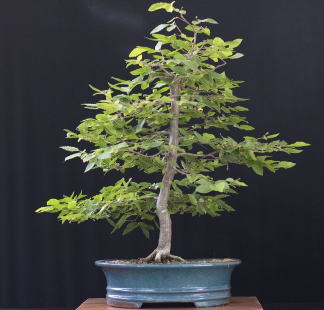 bonsai14.jpg