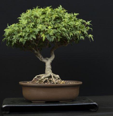 bonsai17.jpg