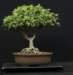bonsai17_small.jpg
