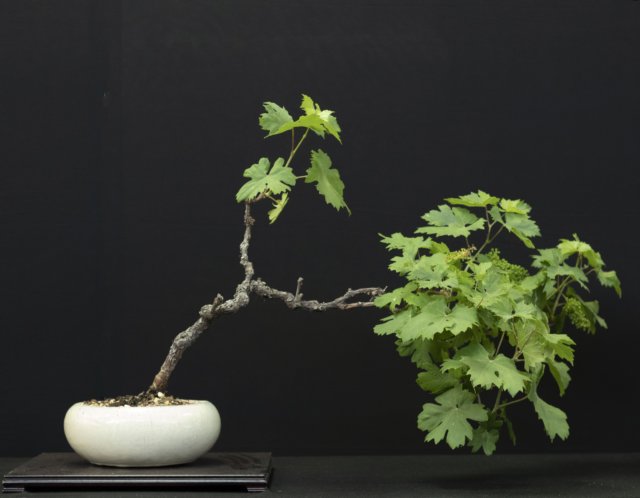 bonsai18.jpg