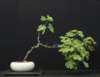 bonsai18_small.jpg