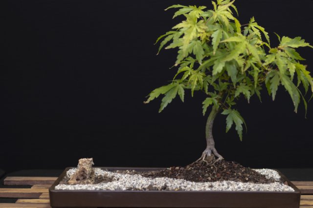 bonsai19.jpg