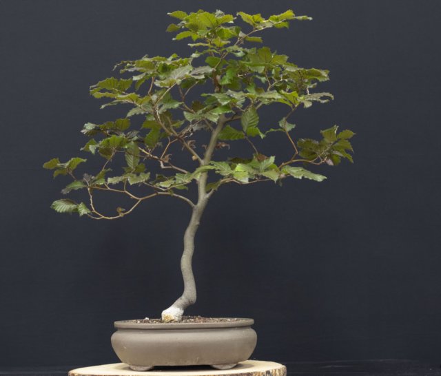 bonsai2.jpg