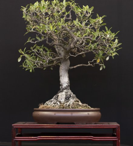 bonsai20.jpg