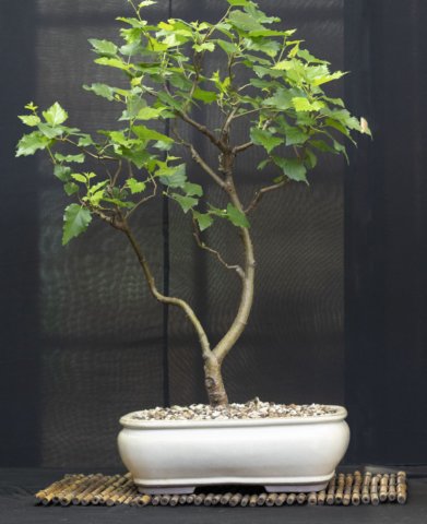 bonsai21.jpg