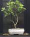 bonsai21_small.jpg