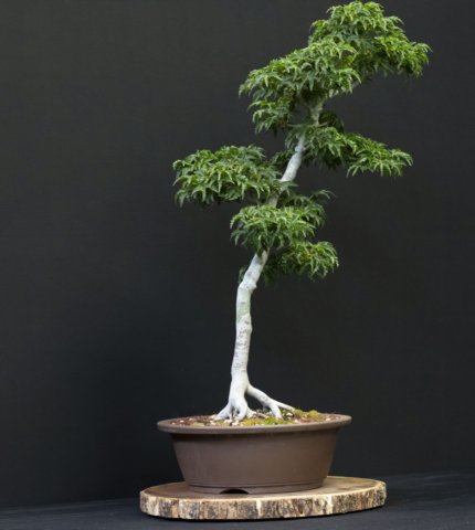 bonsai22.jpg