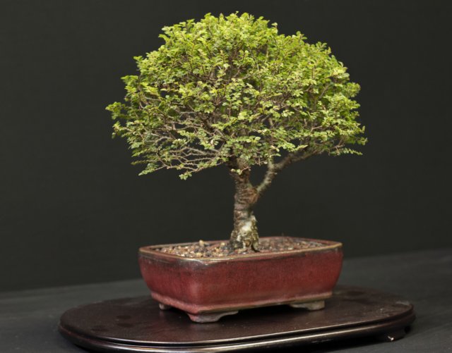 bonsai23.jpg